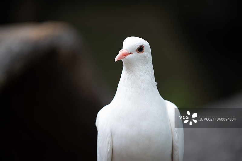 南京红山动物园图片素材