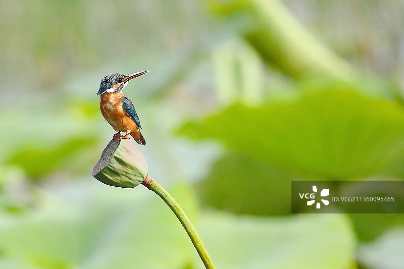 荷塘里的翠鸟图片素材