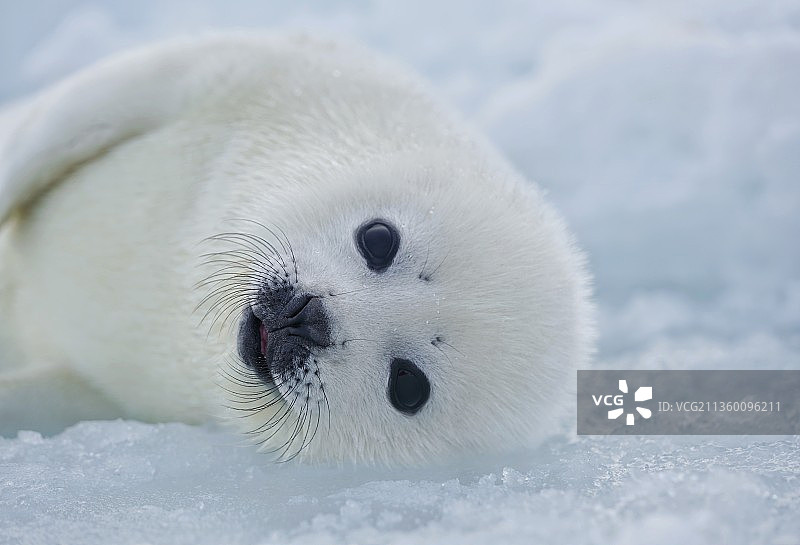加拿大北极冰原的白色精灵-竖琴海豹图片素材