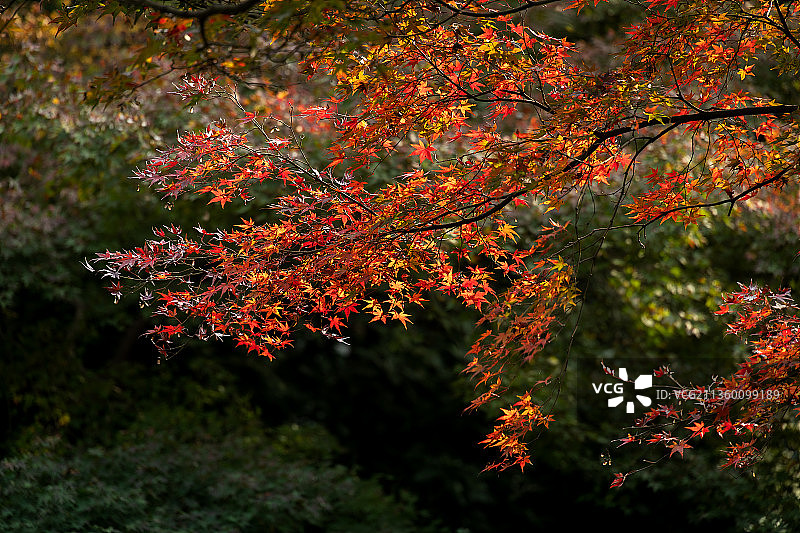 秋霞圃的红叶图片素材