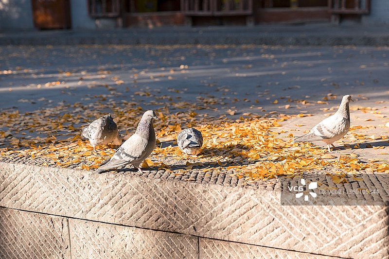 河南省洛阳市白马寺秋色迷人图片素材