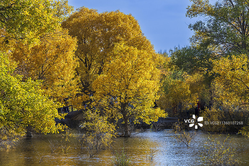 青黄不接之美图片素材