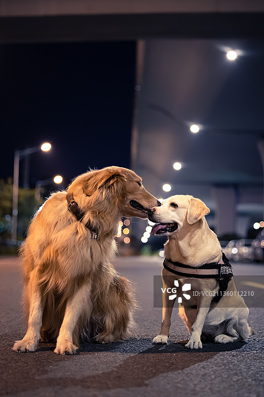 狗狗友情图片素材