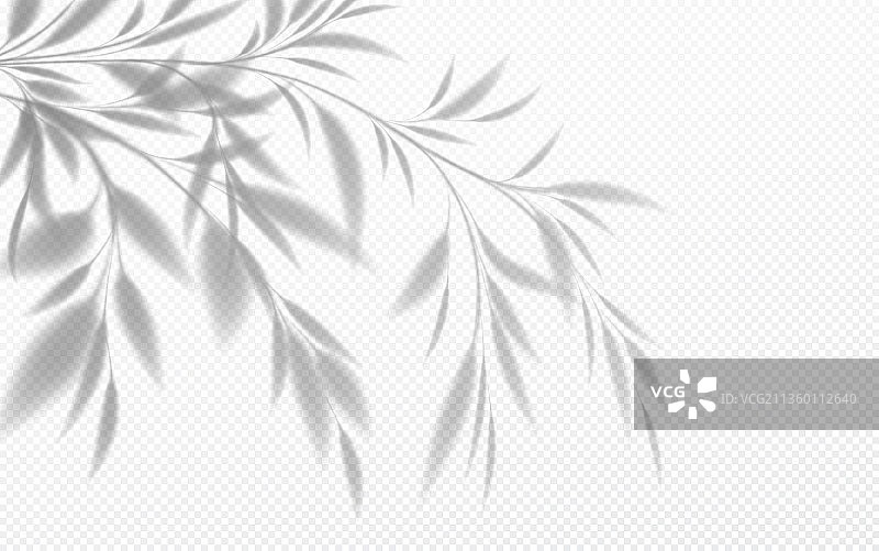 逼真的竹枝透明阴影图片素材