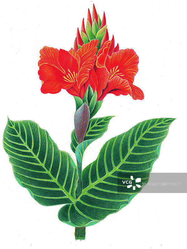 美人蕉图片素材