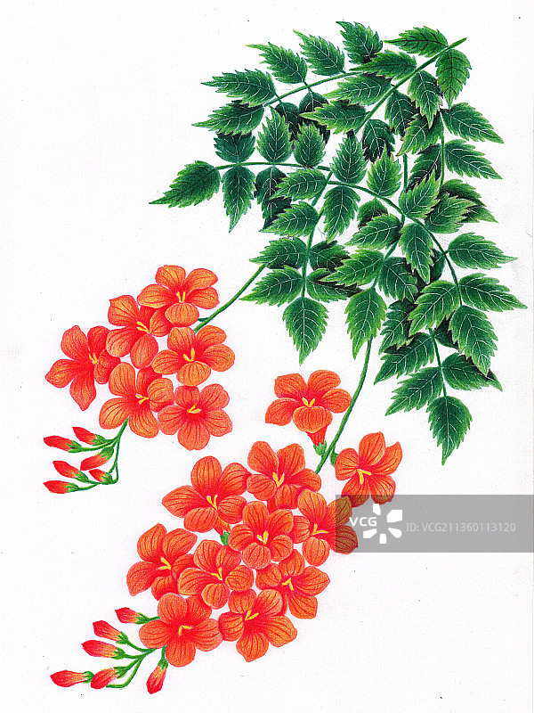 凌霄花图片素材