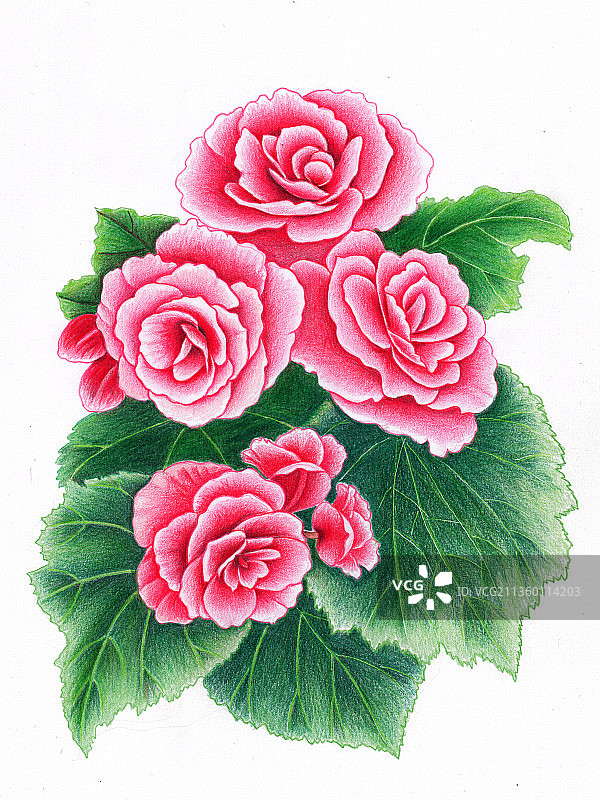 四季海棠图片素材