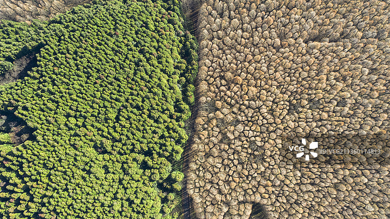 重庆市南川区山王坪风景区，从空中俯瞰王山坪的彩林，绿黄相间。图片素材