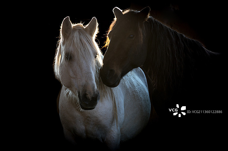 马的情侣照图片素材