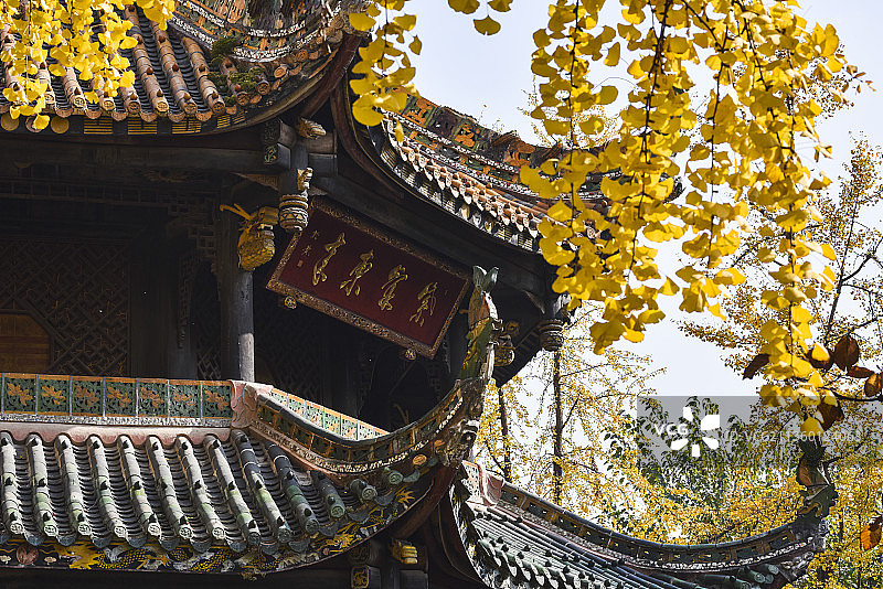 四川成都，青羊宫的银杏图片素材