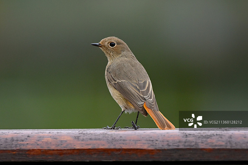 红尾鸲图片素材