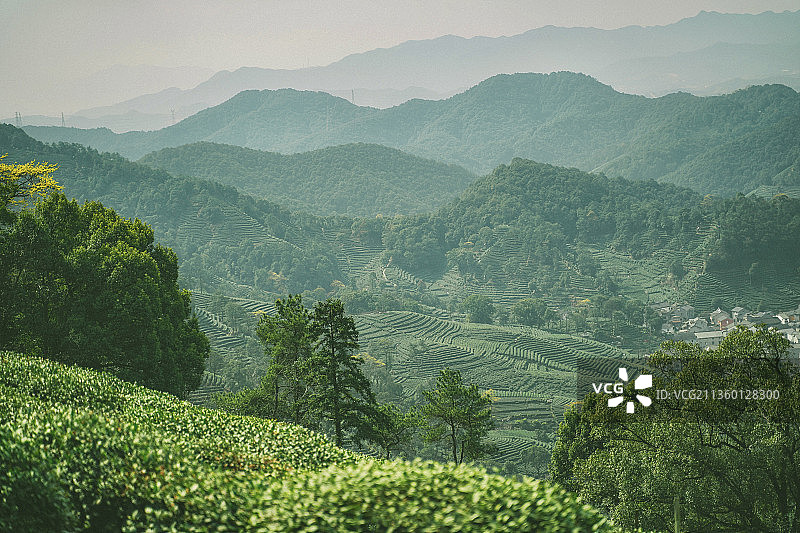 杭州梅家坞 春日茶园梯田图片素材
