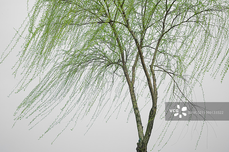 柳树 纯背景 春天 新芽 新柳 枝形 枝条 枝干图片素材