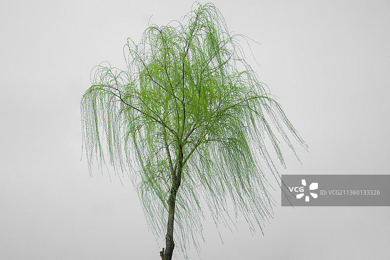 柳树 纯背景 春天 新芽 新柳 枝形 枝条 枝干图片素材