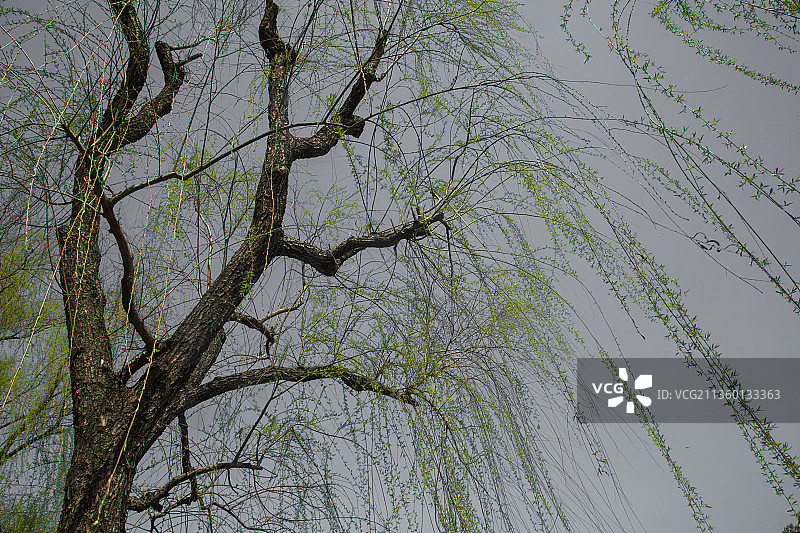 柳树 纯背景 春天 新芽 新柳 枝形 枝条 枝干图片素材