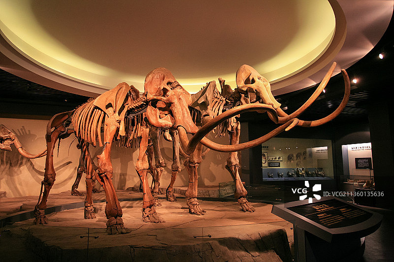 黑龙江大庆市博物馆猛犸象化石图片素材