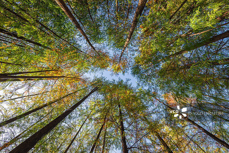 番禺大夫山森林公园树林风景图片素材