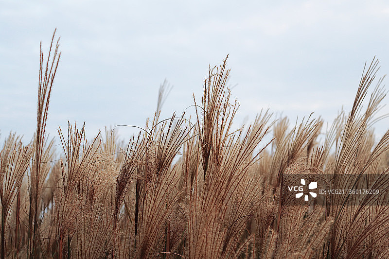 芦苇荡图片素材