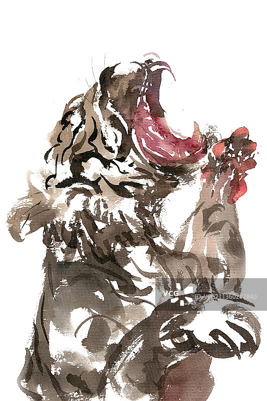 发怒的老虎图片素材