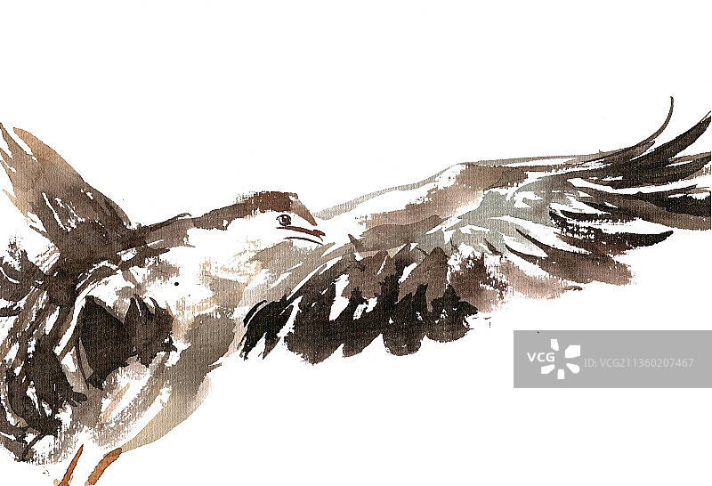 大鹏展翅图片素材