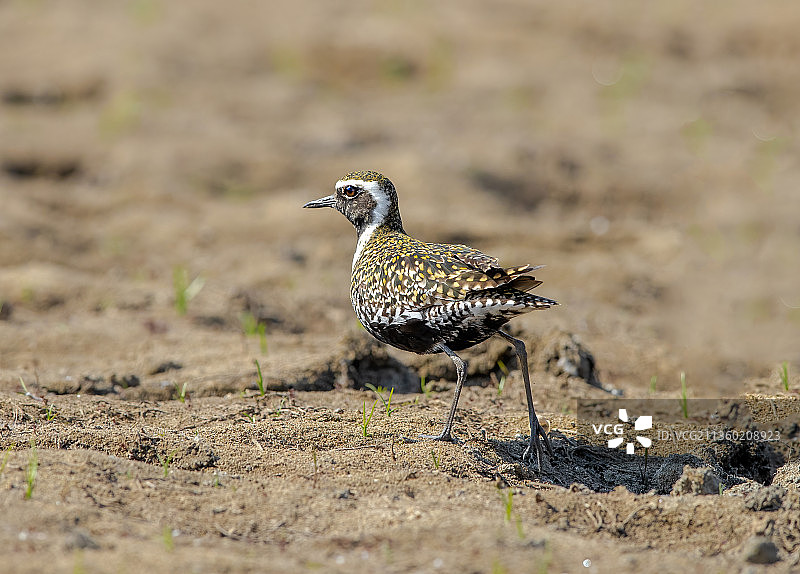 金眶鸻水塘边散步图片素材
