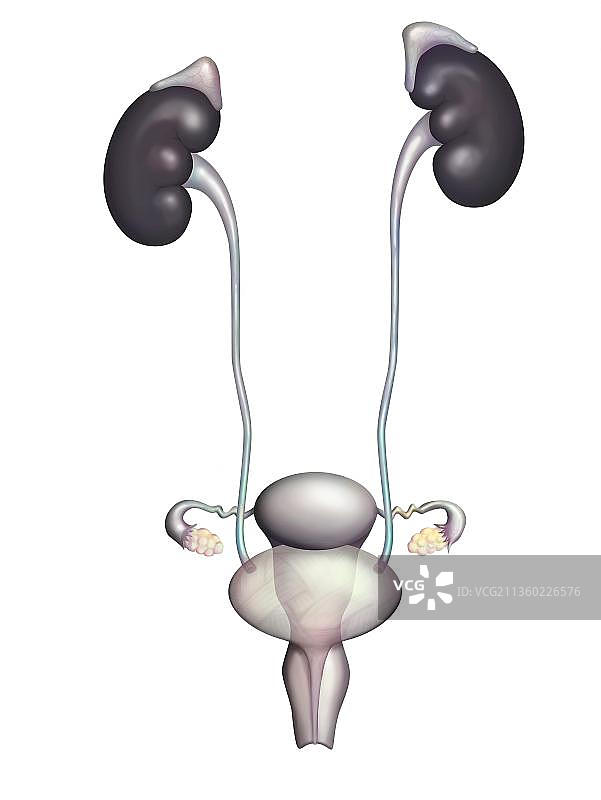 女性泌尿生殖系统解剖图图片素材