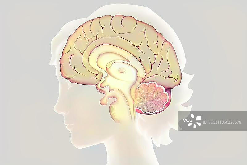 脑的解剖结构，含大脑皮层、间脑、垂体、小脑、脑干图片素材