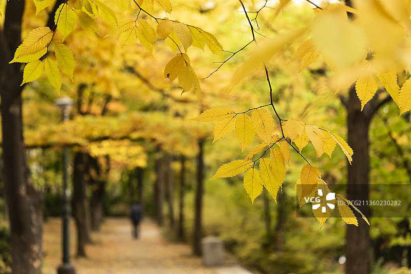 枫树和落叶的秋季景色图片素材