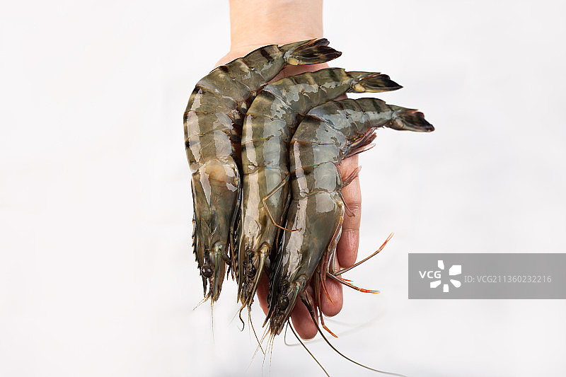 黑虎虾、虾、海鲜图片素材