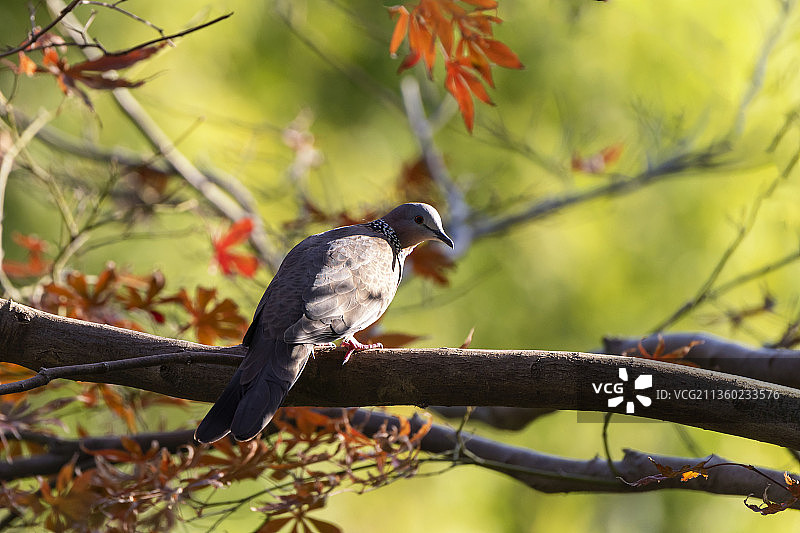 枝头的斑鸠图片素材