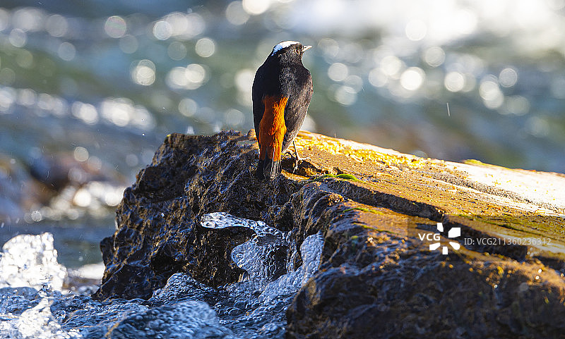 白顶溪鸲图片素材
