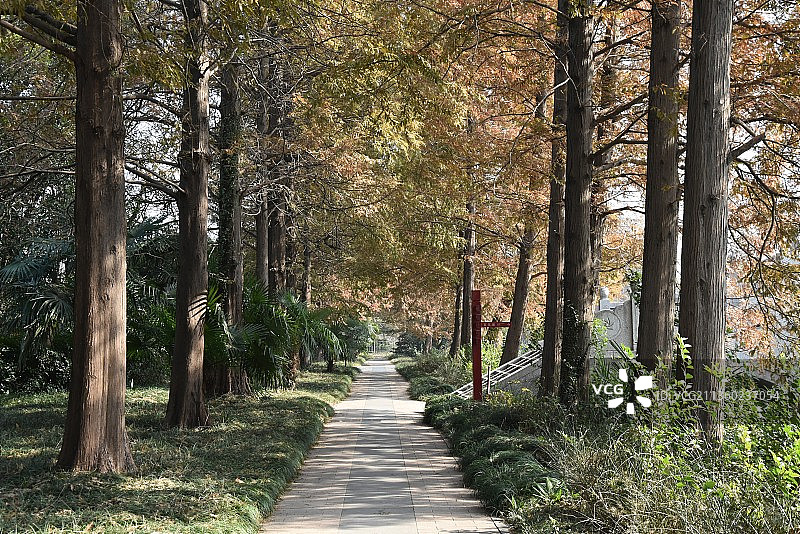 镇江焦山自然风光有树木绿叶的小路上静悄悄无人行走一图片素材