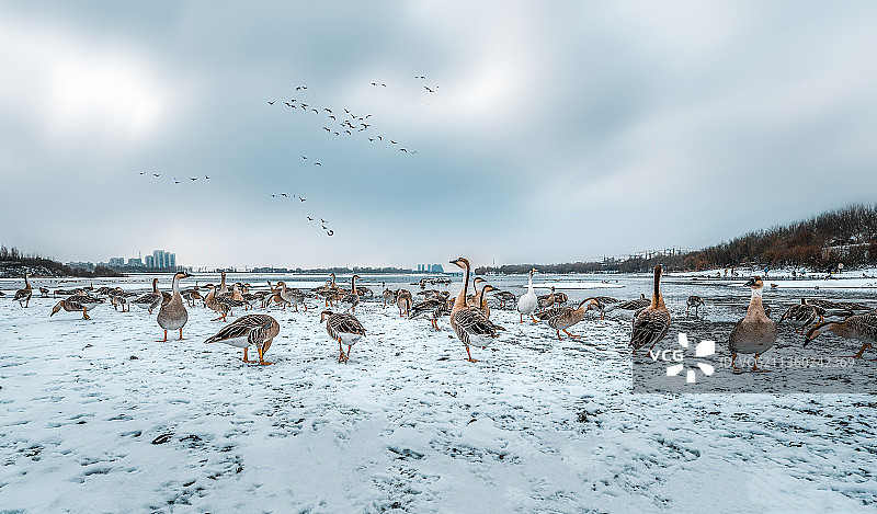 《北方大雁》图片素材