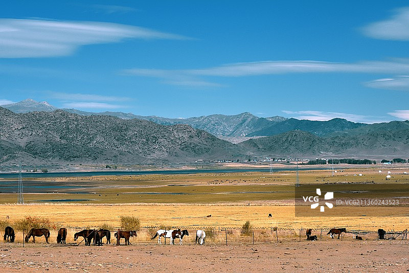 新疆阿勒泰地区哈巴河县，牧场。图片素材