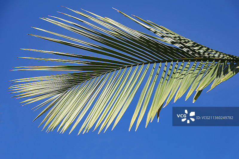 棕榈图片素材