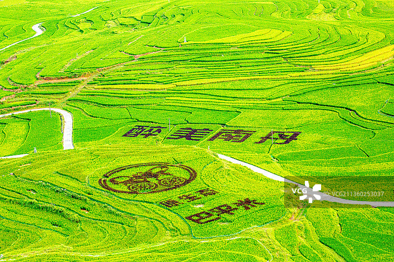 《艺术稻田》图片素材