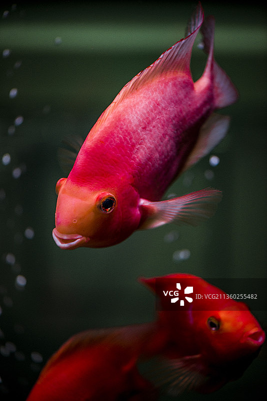 鹦鹉鱼图片素材