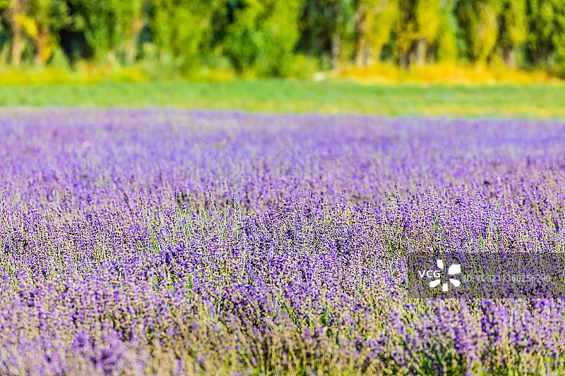 新疆伊犁霍城县薰衣草图片素材