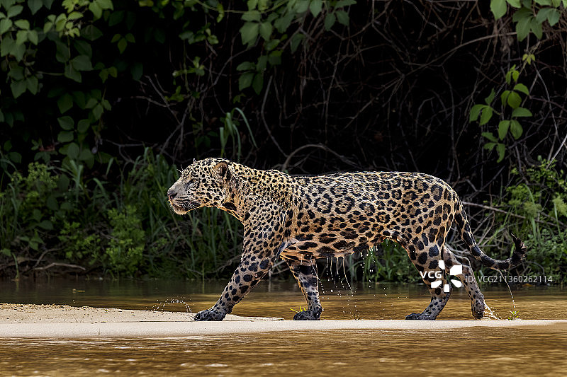 巴西森林中行走的美洲豹侧视图图片素材