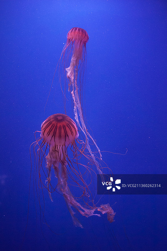 水母在海里游泳的特写镜头图片素材
