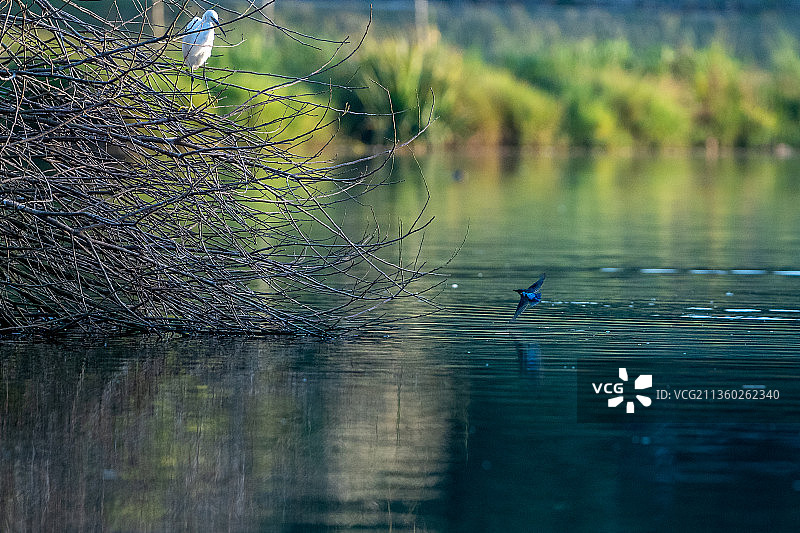 葡萄牙波尔图湖中，小白鹭注视着翠鸟捕鱼图片素材