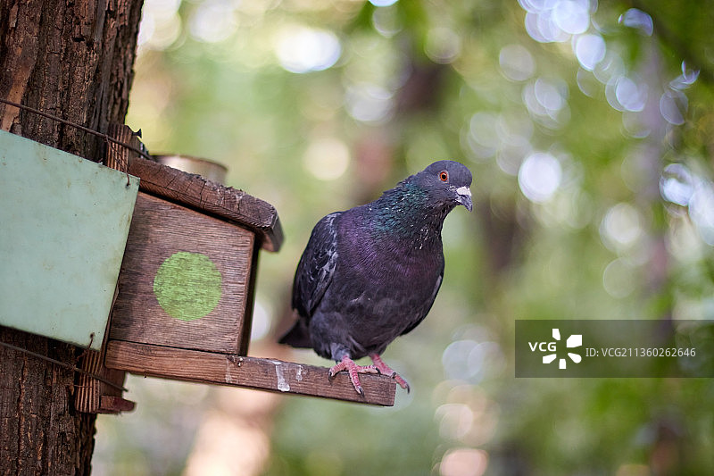 栖息在木棍鸟舍喂食器上的鸽子图片素材