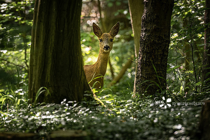 德国巴伐利亚森林中站立的狍图片素材