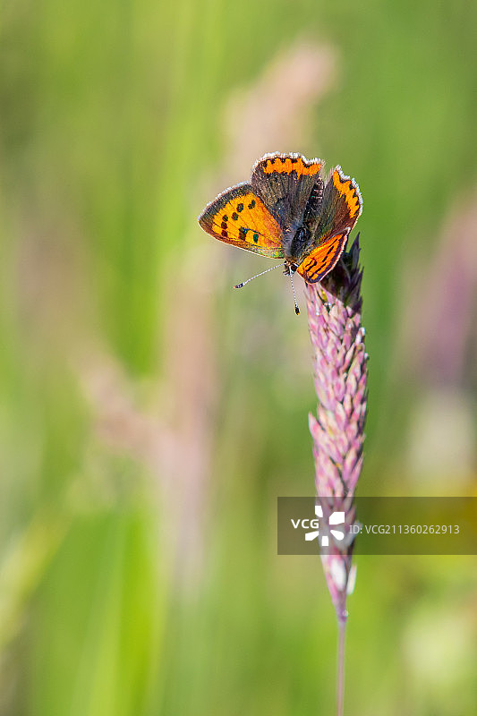 蝴蝶在花上授粉的特写图片素材