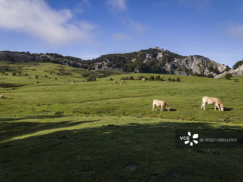 西班牙高角度绵羊 grazing图片素材