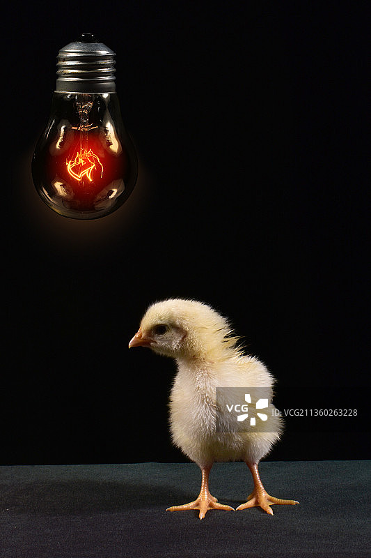 黑色背景上手持灯泡的可爱小鸡图片素材