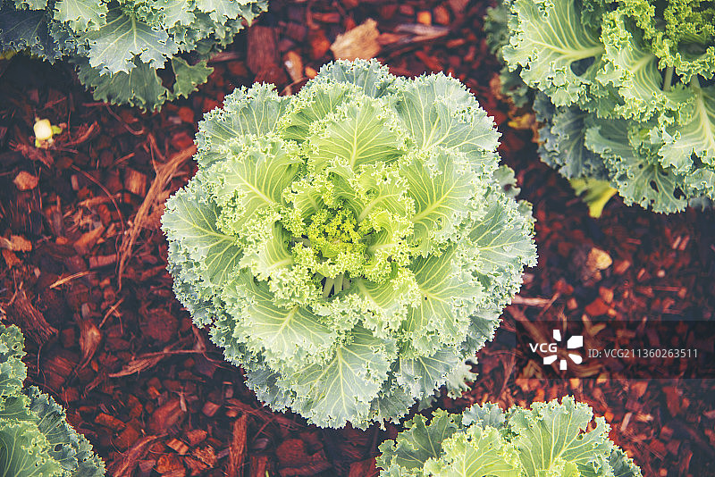 田野上的开花植物（高角度）图片素材