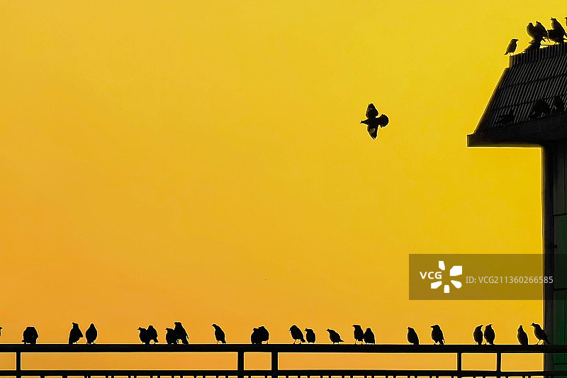 《冬日魅影》图片素材