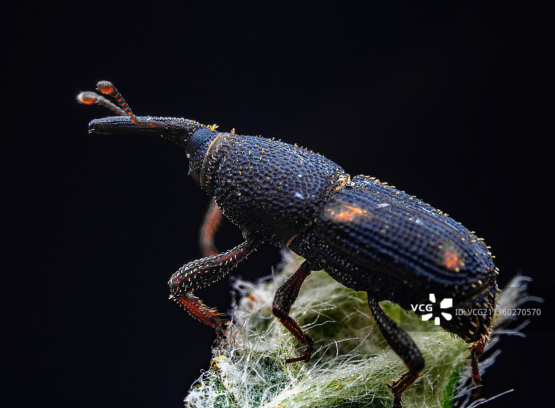 米虫（米象）图片素材