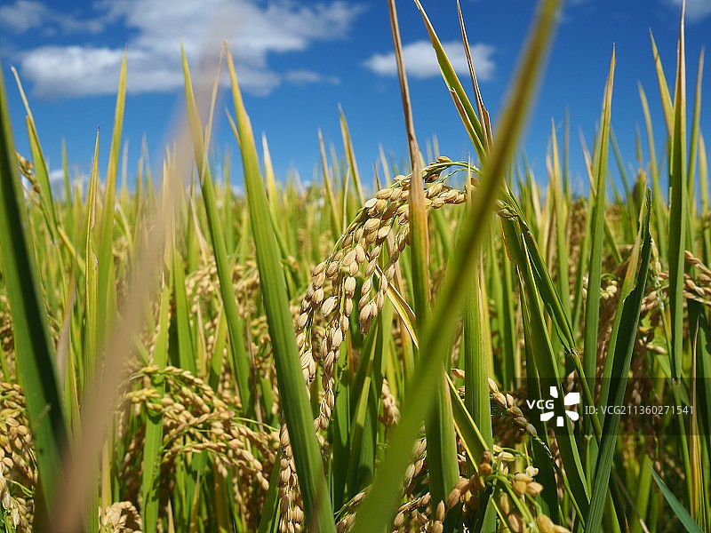 稻穗逆天生长的特写镜头图片素材